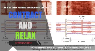 Filaments' Role in Muscle Contraction and Relaxation Explained