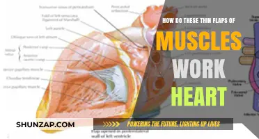 Unveiling the Heart's Muscle Mystery: How Thin Flaps Power Life
