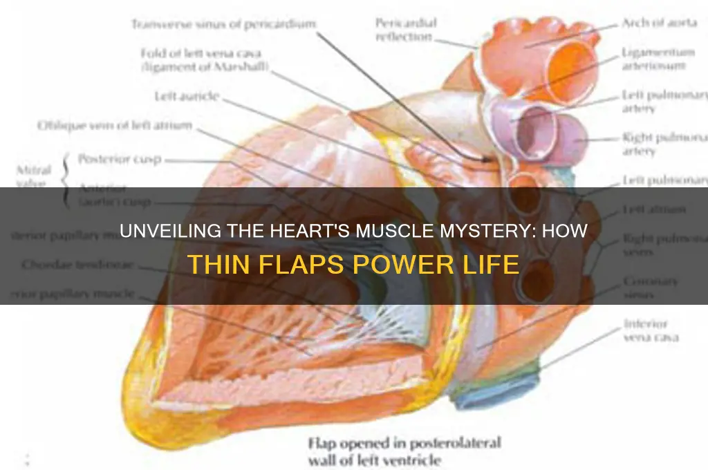 how do these thin flaps of muscles work heart