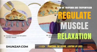 Troponin and Tropomyosin: Key Regulators of Muscle Relaxation Explained