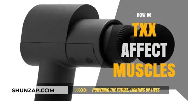 Exploring the Impact of TXX on Muscle Health and Function
