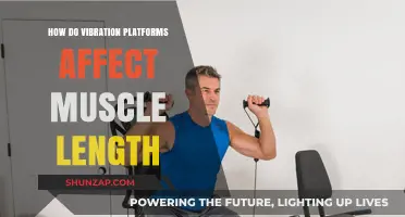 Exploring the Impact of Vibration Platforms on Muscle Length