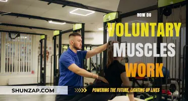 Understanding Voluntary Muscles: How They Function and Respond to Your Commands