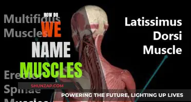 The Intriguing Etymology of Muscle Names: A Historical Perspective