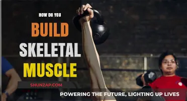 Strength Training 101: Building Skeletal Muscle for a Stronger You