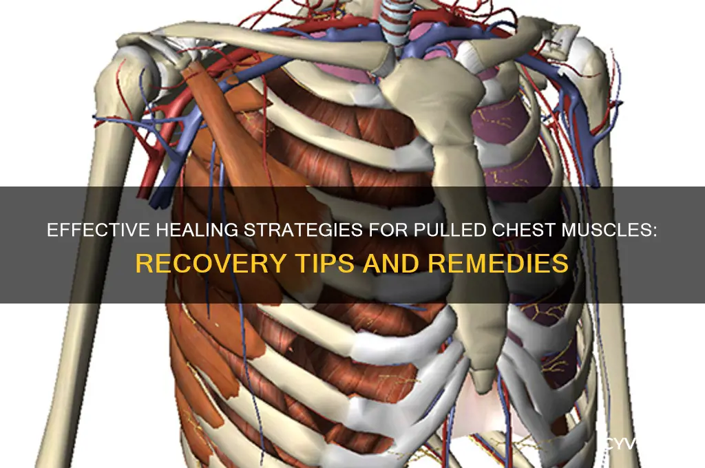 how do you heal a pulled chest muscle