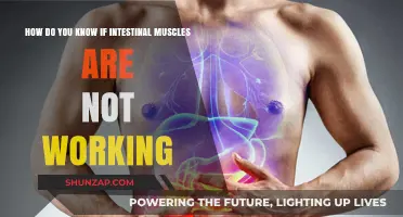 Signs Your Intestinal Muscles Aren't Functioning Properly: What to Watch For