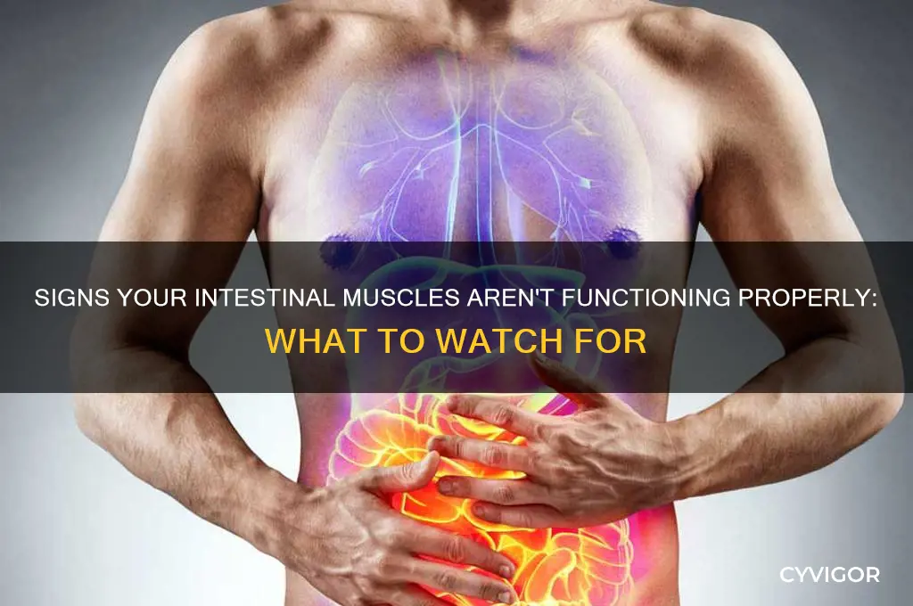 how do you know if intestinal muscles are not working