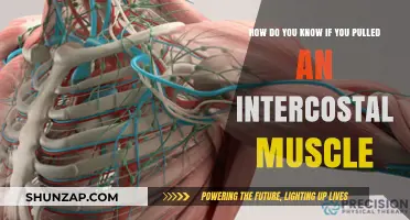Pulled Intercostal Muscle: Recognizing Symptoms and Seeking Relief