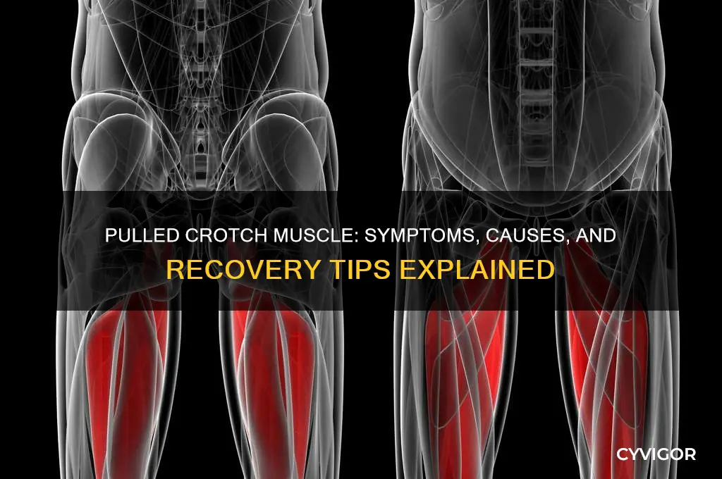 how do you know if you pulled your crotch muscle