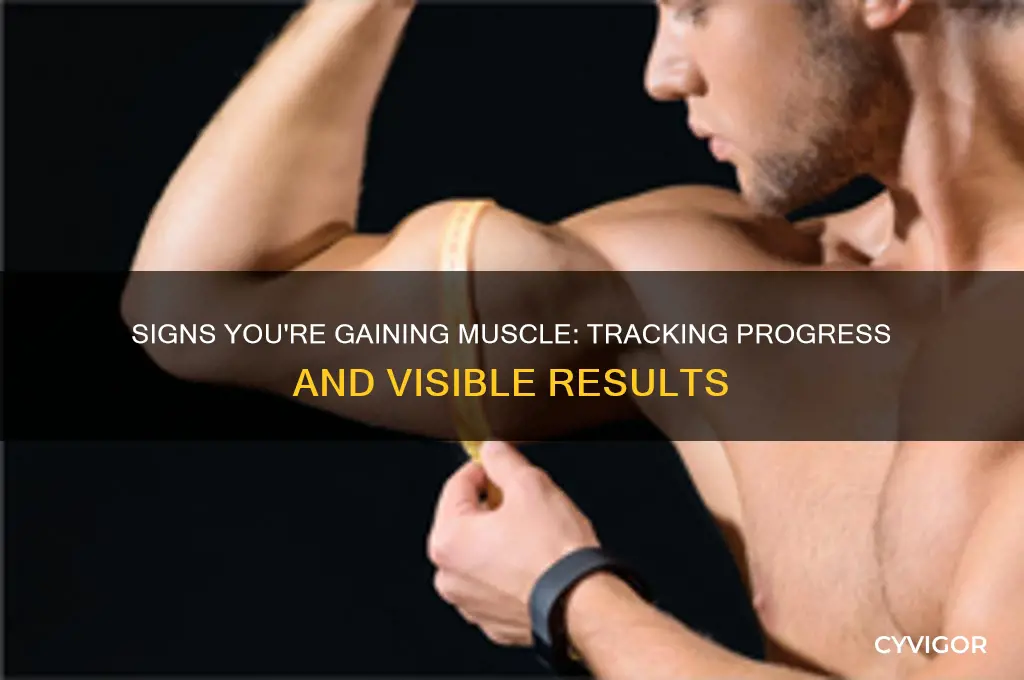 how do you know if your gaining muscle