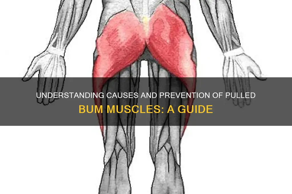 how do you pull a muscle in your bum