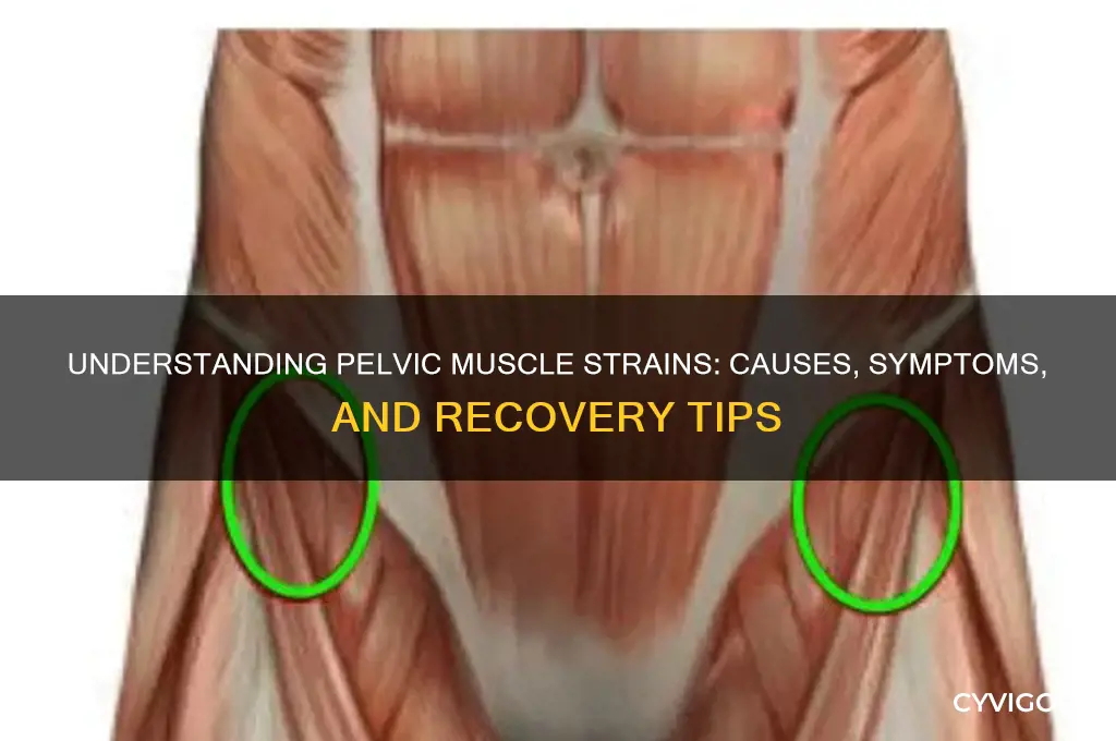 how do you pull a pelvic muscle