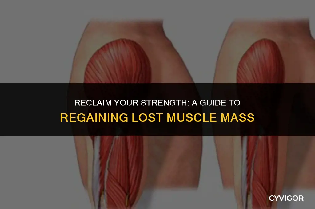 how do you regain muscle back