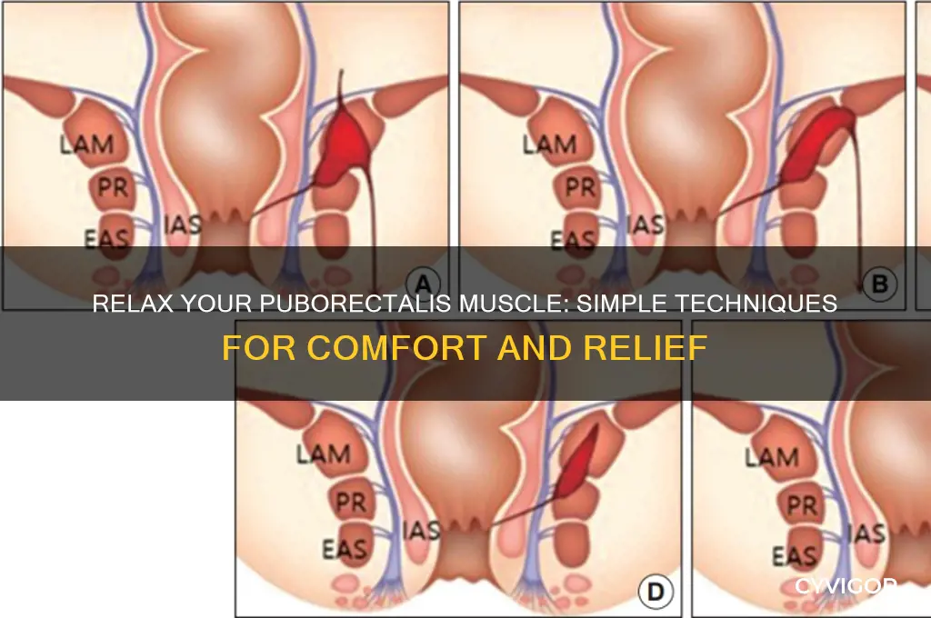 how do you relax the puborectalis muscle