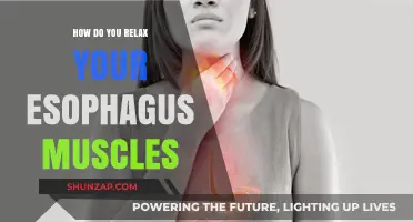 Effective Techniques to Relax Your Esophagus Muscles for Comfort and Relief