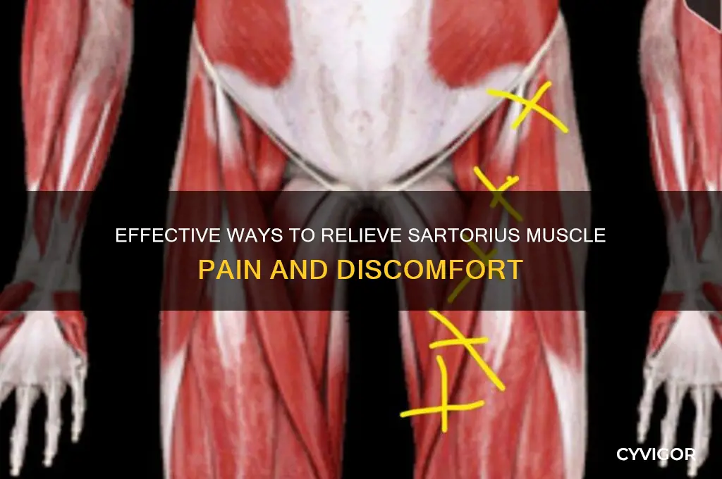 how do you relieve sartorius muscle pain