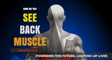 Unveiling the Secrets: How to See Your Back Muscles in Action