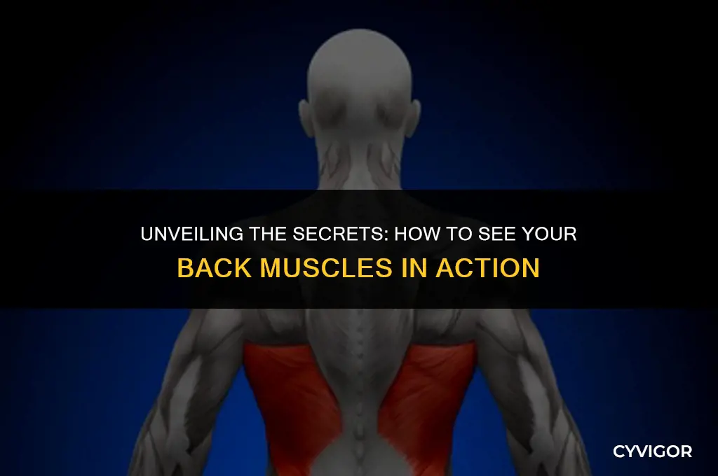 how do you see back muscle