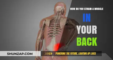 Understanding Back Muscle Strains: Causes, Symptoms, and Recovery Tips