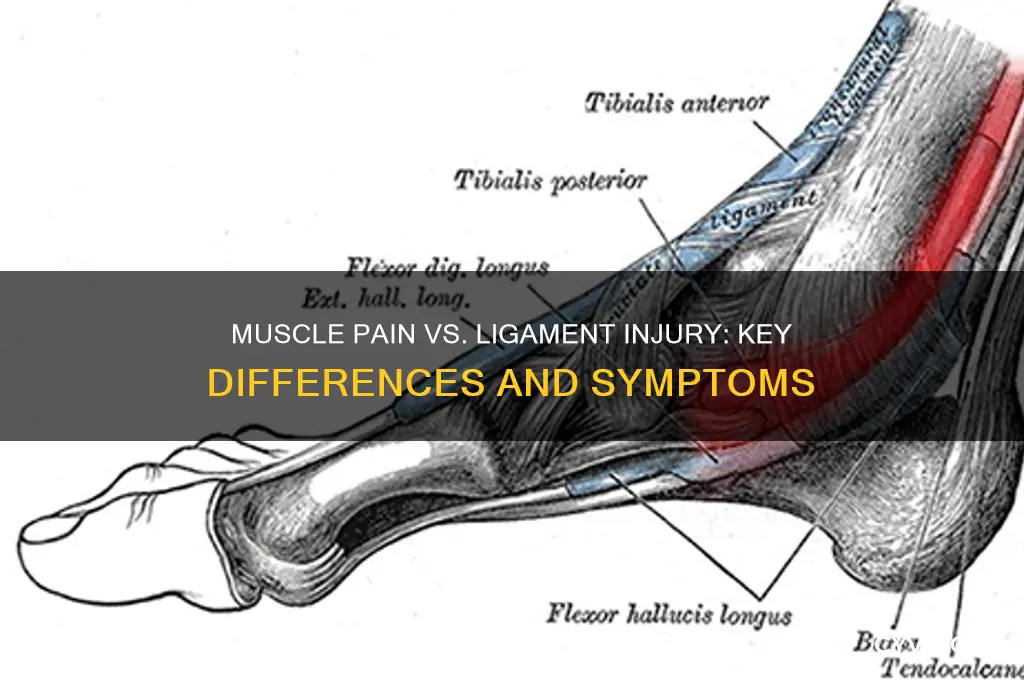how do you tell muscle pain from ligament