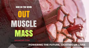 Effective Strategies to Calculate and Increase Your Muscle Mass