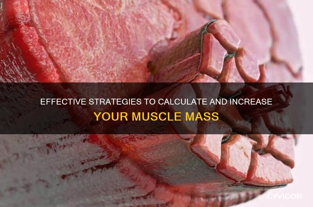 how do you work out muscle mass