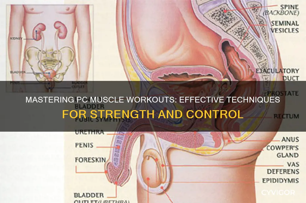 how do you work out your pc muscles
