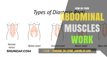 Understanding Your Core: How Abdominal Muscles Function and Support You