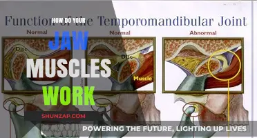 Understanding Jaw Muscles: Function, Movement, and Daily Impact Explained
