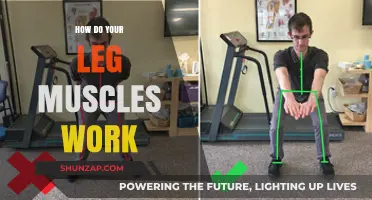 Understanding Leg Muscle Mechanics: How They Move, Support, and Power You