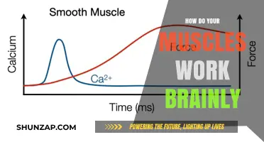 Understanding Muscle Function: How Your Muscles Work Brainly Explained