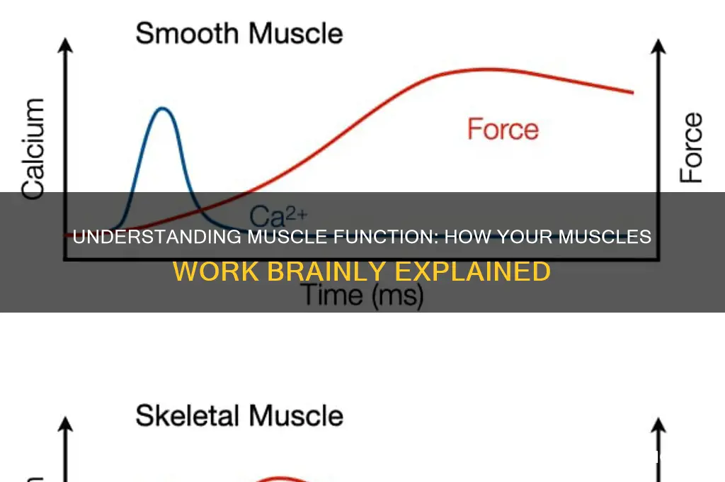 how do your muscles work brainly