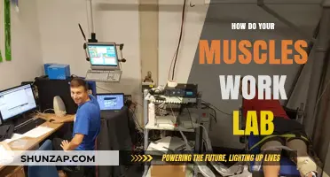 Unveiling Muscle Mechanics: A Hands-On Lab Exploration of Human Movement