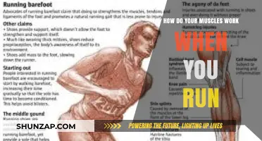 How Muscles Power Your Run: A Deep Dive into Movement