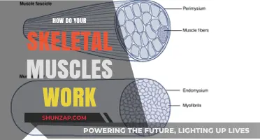 Understanding Skeletal Muscles: How They Contract, Move, and Function