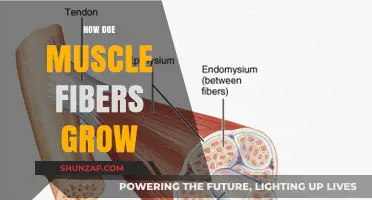 Unraveling Muscle Fiber Growth: Mechanisms, Stimuli, and Hypertrophy Explained