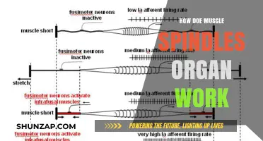 Understanding Muscle Spindles: Function, Mechanism, and Role in Reflexes