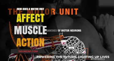 Exploring the Role of Motor Units in Muscle Function and Movement