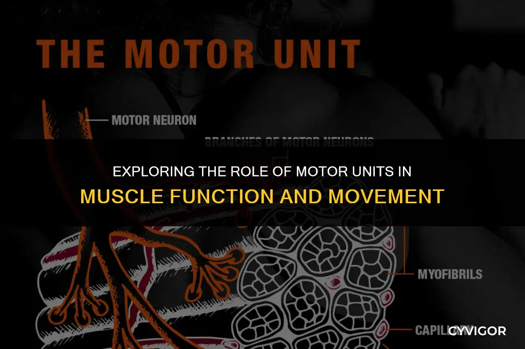 how does a motor unit affect muscle action