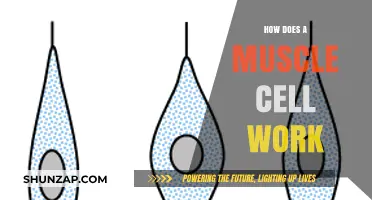 Understanding Muscle Cell Function: Mechanics, Energy, and Movement Explained