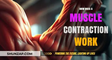 Unraveling the Science Behind Muscle Contractions: A Comprehensive Guide