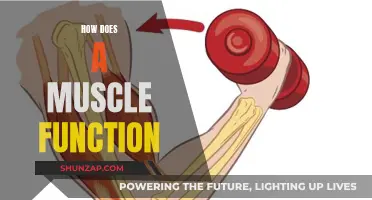 Muscle Function: Understanding the Basics of Contraction and Relaxation