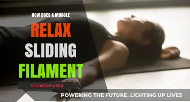 Understanding Muscle Relaxation: The Sliding Filament Theory Explained