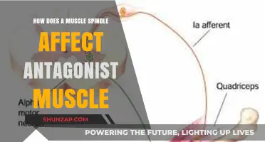 Unraveling the Role of Muscle Spindles in Antagonist Muscle Regulation