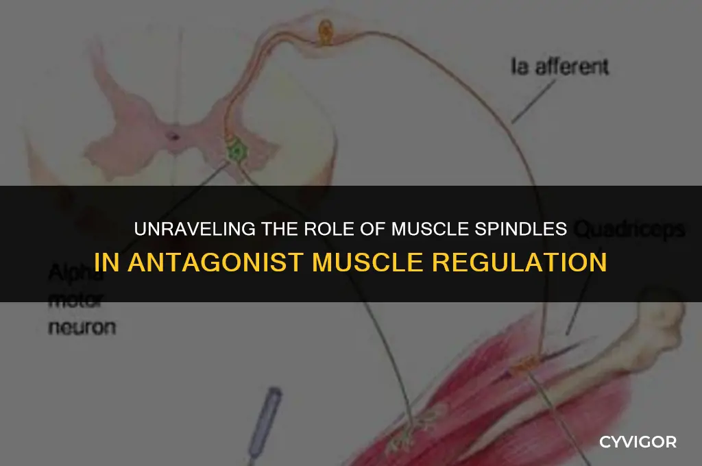 how does a muscle spindle affect antagonist muscle