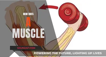 Understanding Muscle Function: The Basics of How They Work
