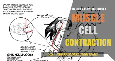 Nerve Cells: Signaling Muscle Contractions