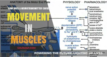 Neurotransmitters: Sparking Muscle Movement