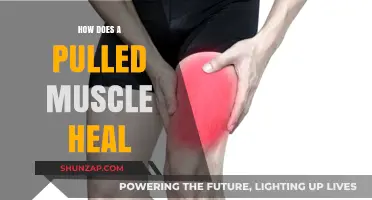 Understanding Pulled Muscle Healing: Process, Recovery, and Effective Remedies
